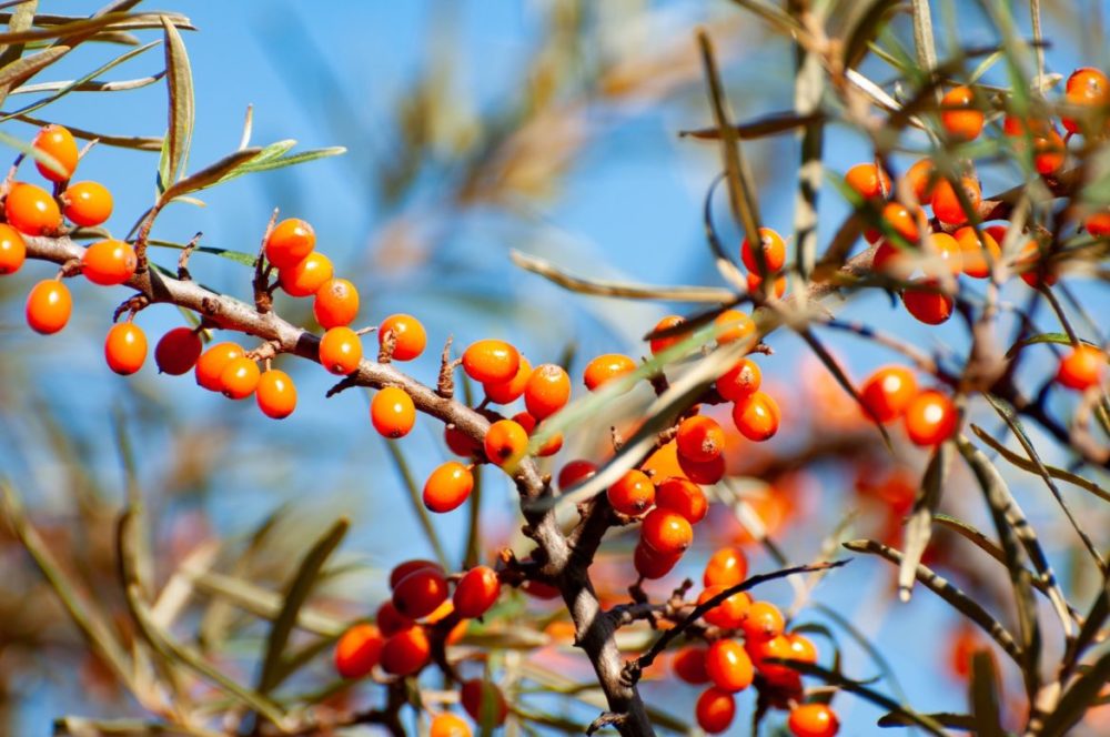 Havtorn sea buckthorn