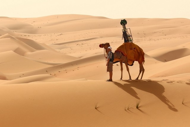 kamel i Förenade Arabemiraten