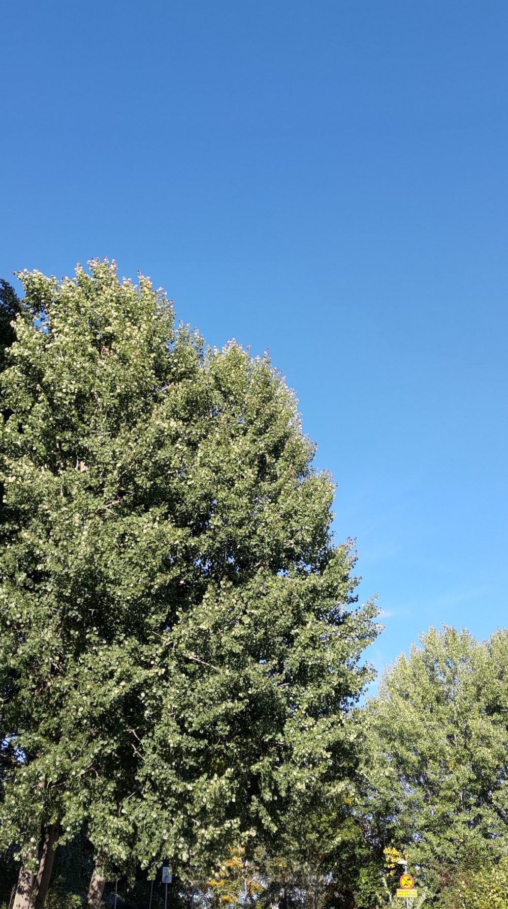 asus zenfone 8 blå himmel övergång till träd och grönt